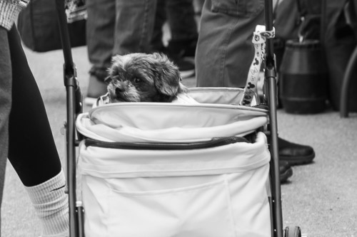 Troy Farmers Market  |  NY - May 2026